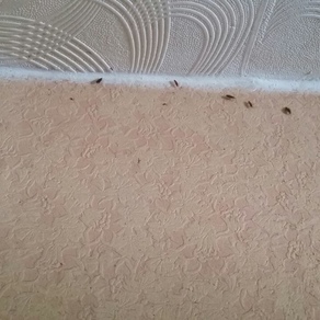 Выведение тараканов в квартире цена Томск