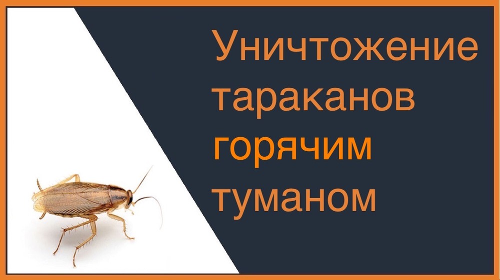 Уничтожение тараканов горячим туманом в Томске