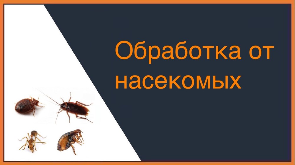 Обработка от насекомых в Томске