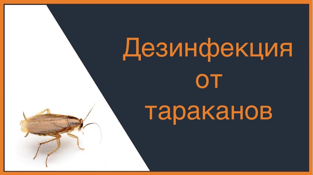 Дезинфекция от тараканов в Томске
