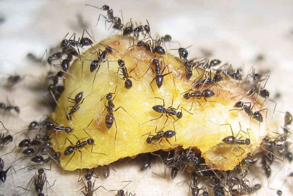 Уничтожение муравьев в квартире в Томске