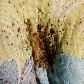 Уничтожение насекомых в Томске (гостинка)