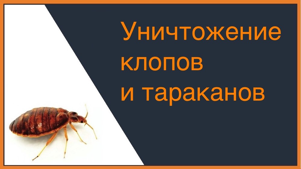 Уничтожение клопов и тараканов в Томске