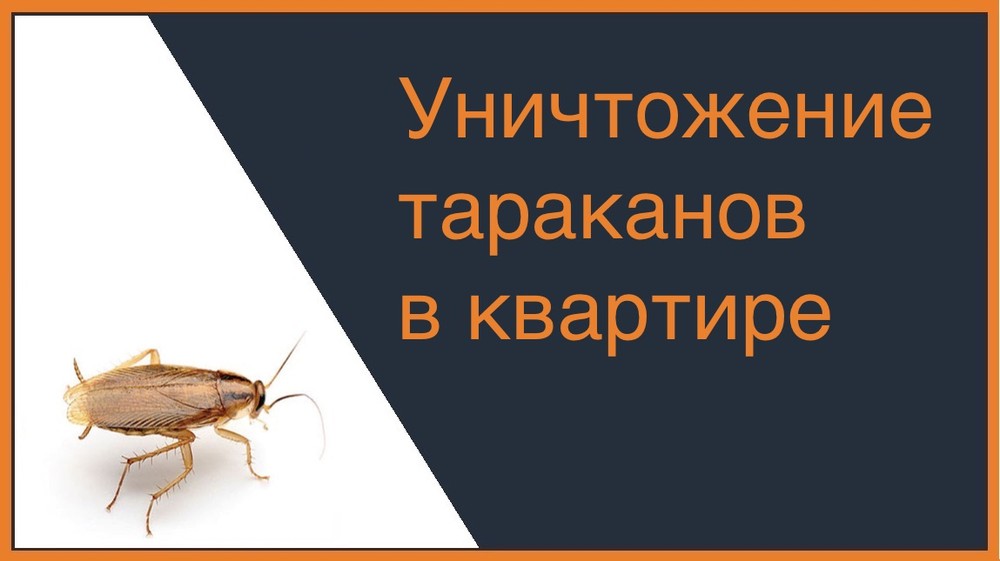 Уничтожение тараканов в квартире в Томске