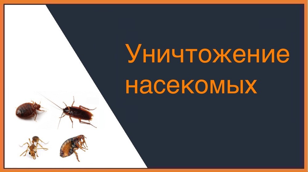 Уничтожение насекомых в Томске