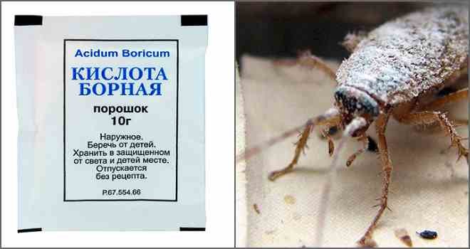 Борная кислота от тараканов – отзывы в Томске