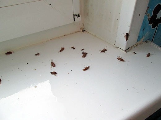 Дезинфекция от тараканов в Томске – цены