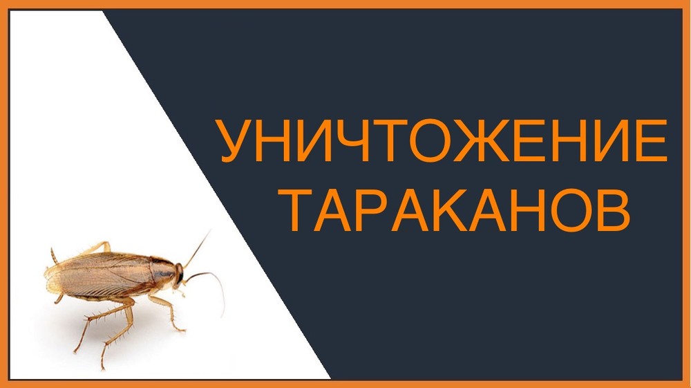 Уничтожение тараканов в Томске
